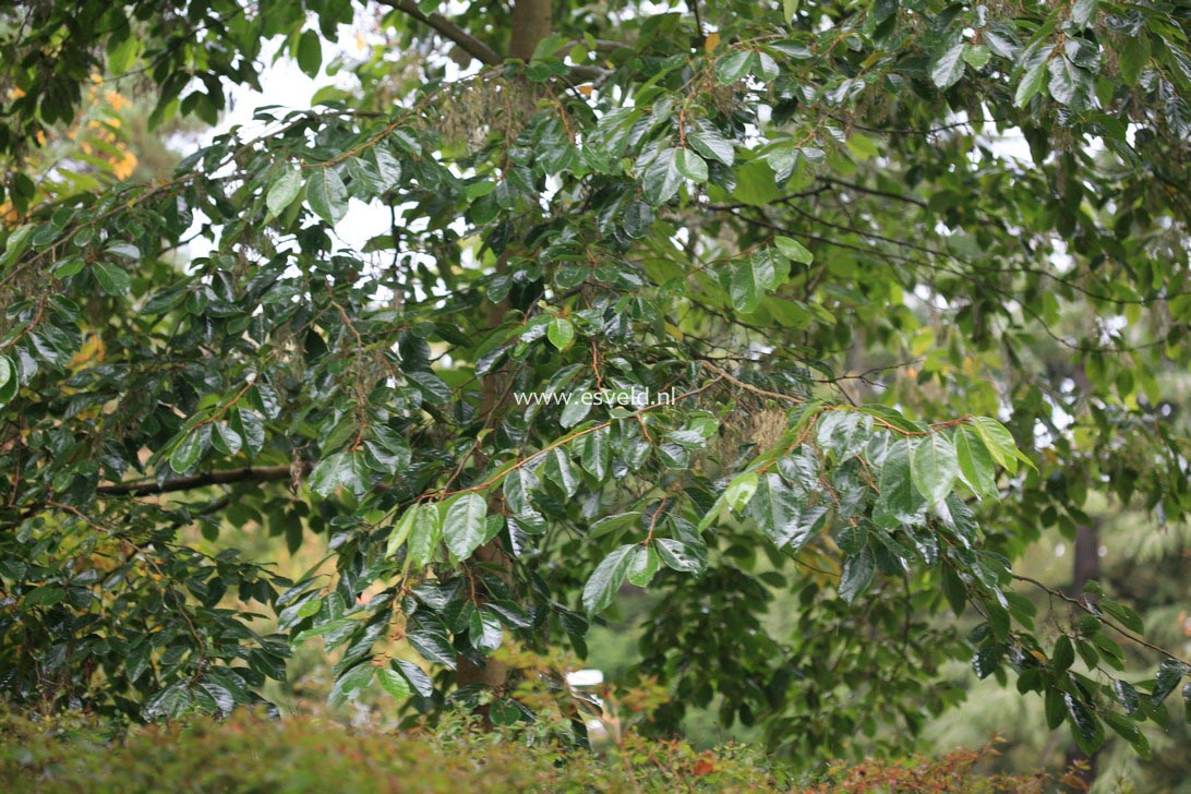 Pterostyrax psilophylla