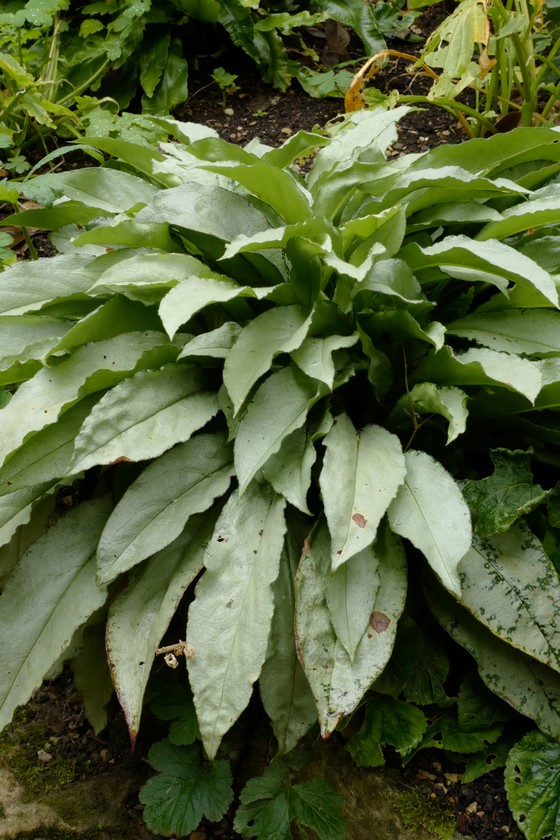Pulmonaria longifolia 'Diana Clare'