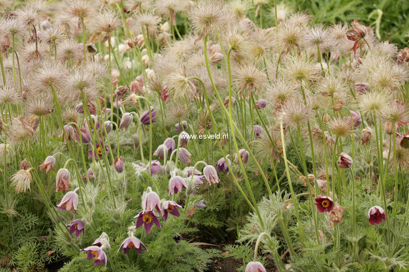 Pulsatilla vulgaris 'Papageno'