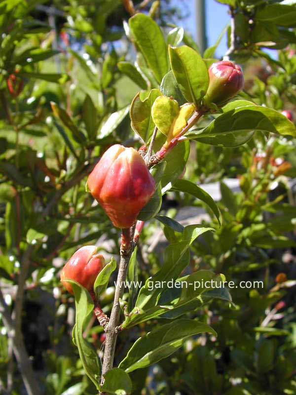 Punica granatum 'Flore Pleno'