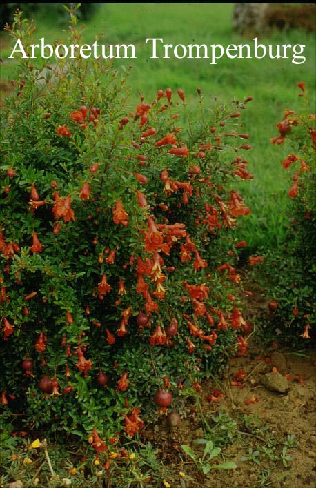 Punica granatum 'Nana'