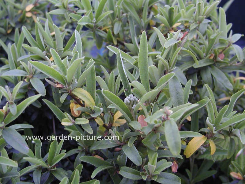 Pyracantha 'Navaho'
