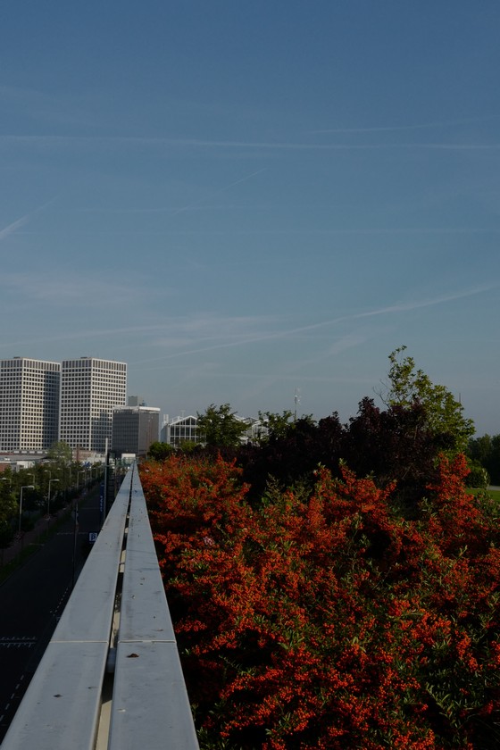 Pyracantha 'Orange Glow'