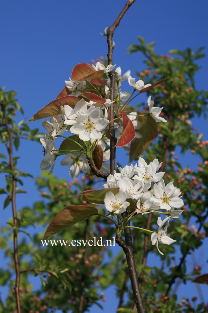 Pyrus 'Kosui' (Nashi-peer)