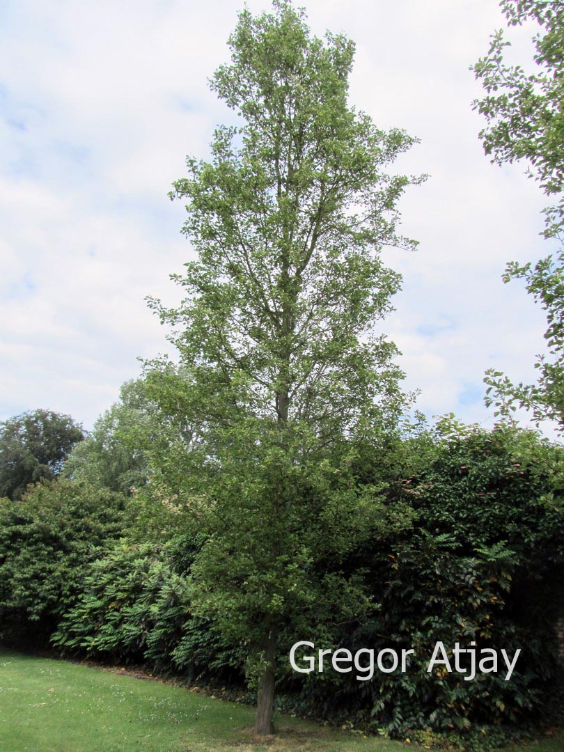 Pyrus calleryana