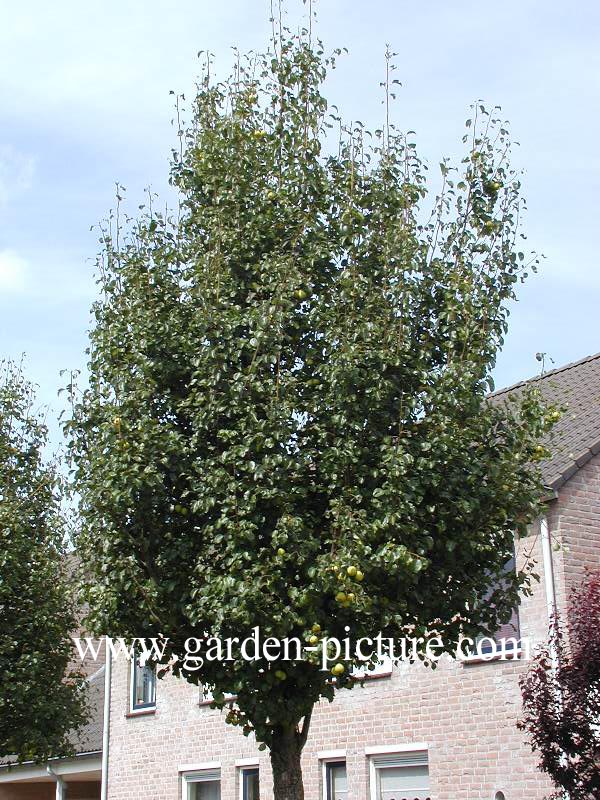 Pyrus communis 'Beech Hill'