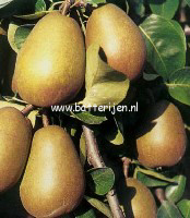 Pyrus communis 'Beurre Hardy' (GELLERT'S BUTTERBIRNE)