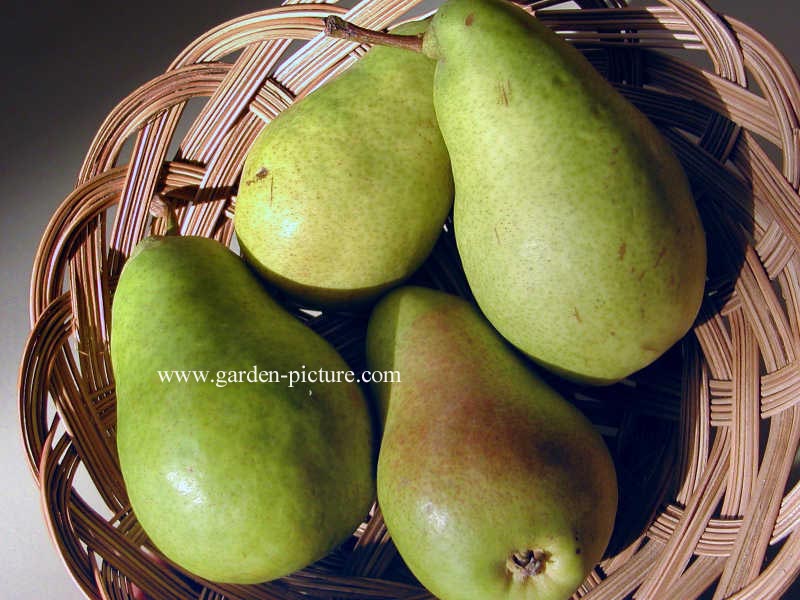 Pyrus communis 'Bonne Louise d'Avranches'