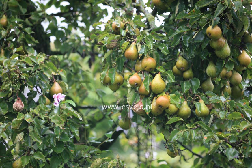 Pyrus communis 'Gieser Wildeman'