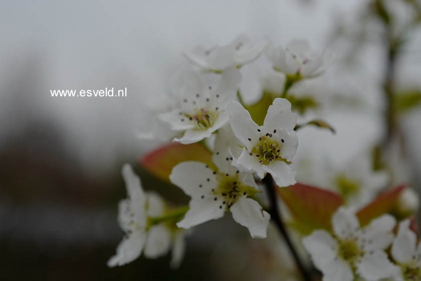 Pyrus pyrifolia 'Niitaka'