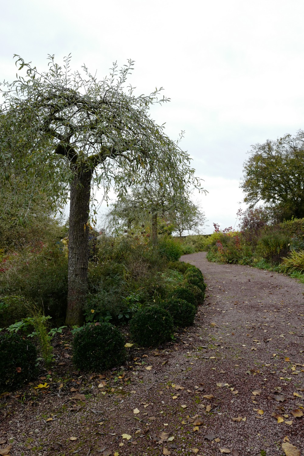 Pyrus salicifolia 'Pendula'