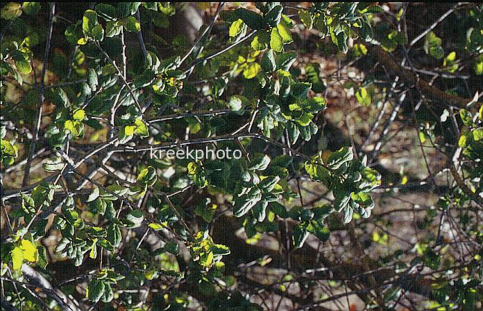 Quercus agrifolia