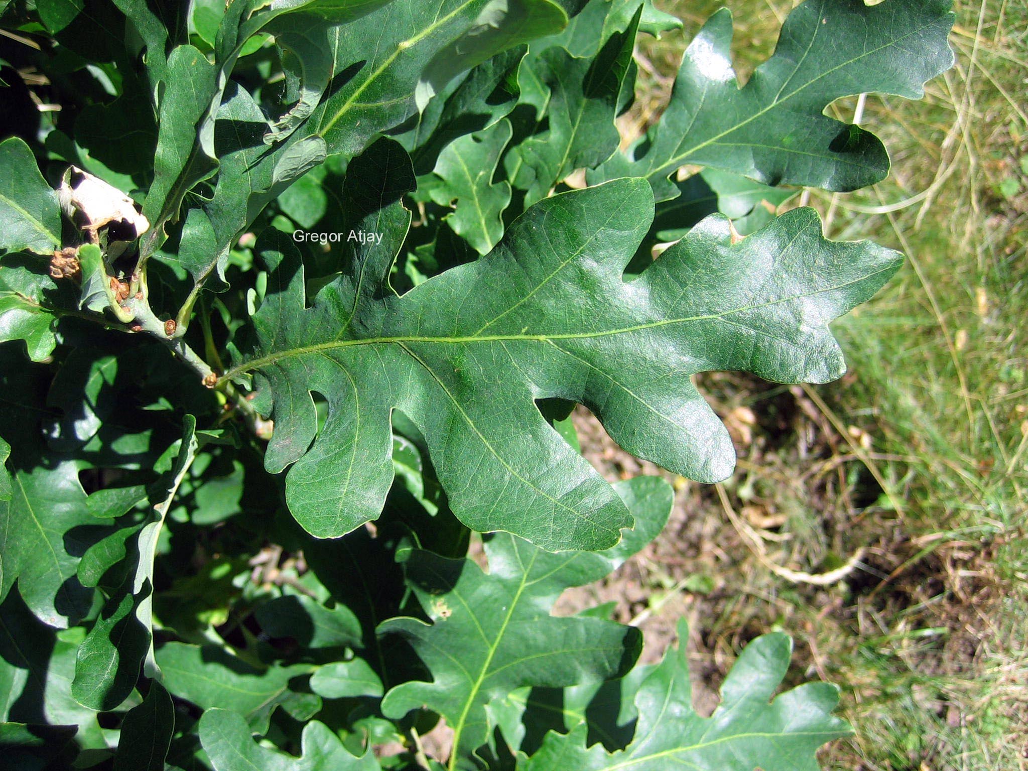 Quercus bimundorum 'Crimschmidt' (CRIMSON SPIRE)
