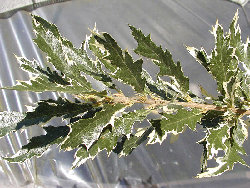Quercus cerris 'Argenteovariegata'