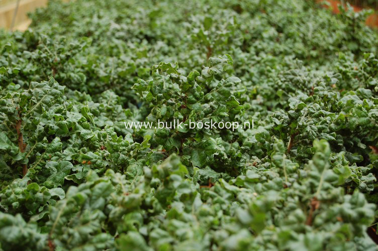 Quercus cerris 'Curly Head'