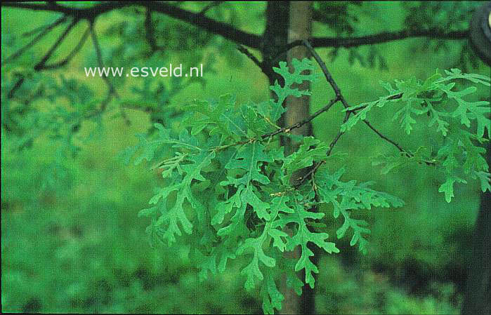 Quercus cerris 'Laciniata'