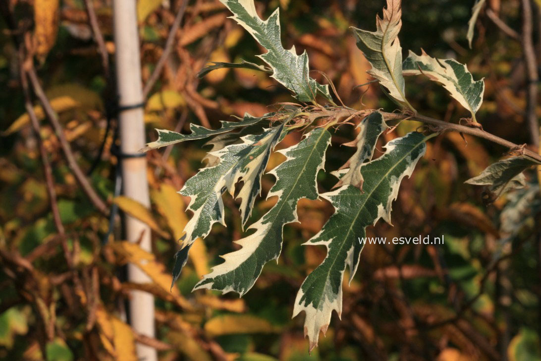 Quercus cerris 'Variegata'
