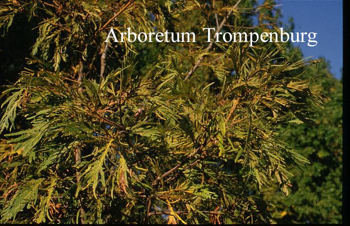 Quercus dentata 'Pinnatifida'