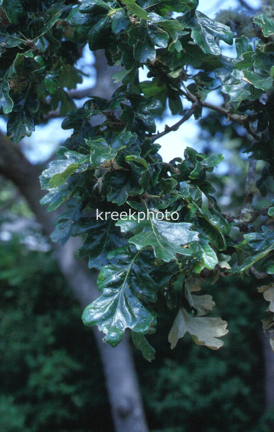 Quercus garryana