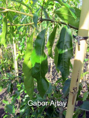 Quercus gravesii