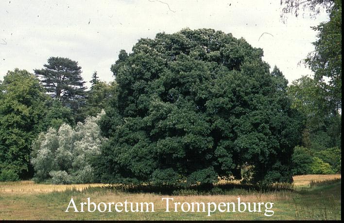 Quercus hispanica 'Diversifolia'