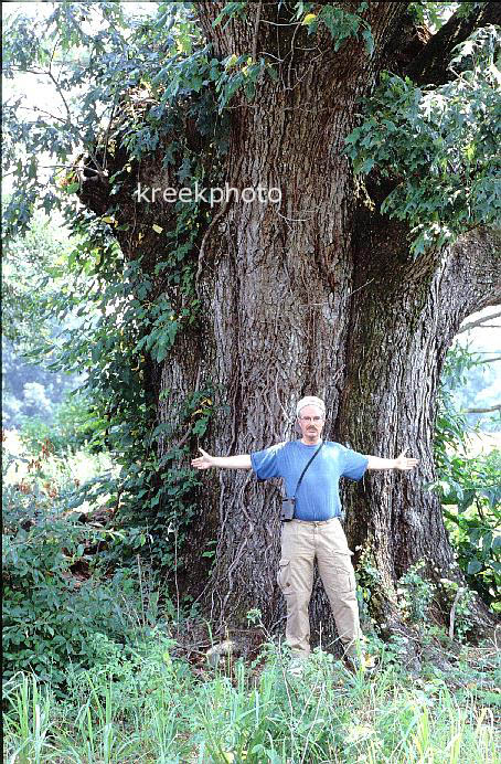 Quercus laevis