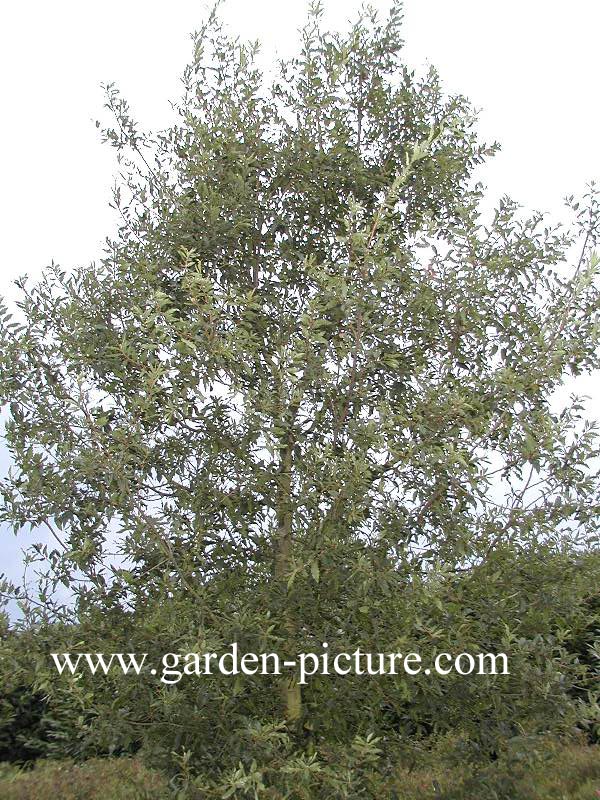 Quercus libanerris 'Rotterdam'