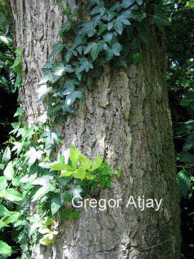 Quercus mongolica