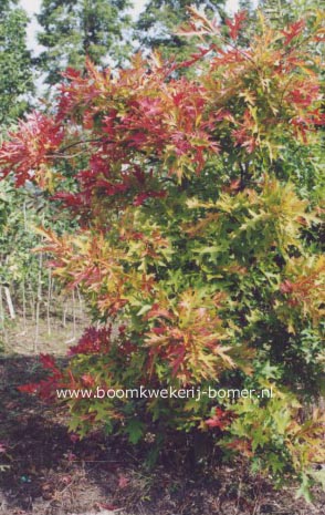 Quercus palustris 'Swamp Pygmy'