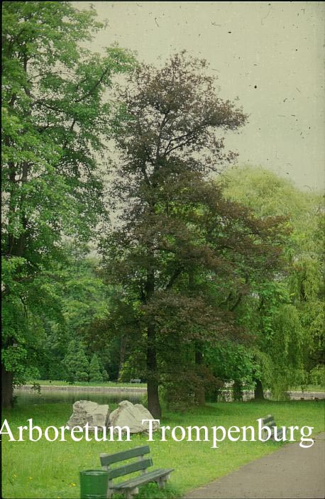Quercus petraea 'Purpurea'