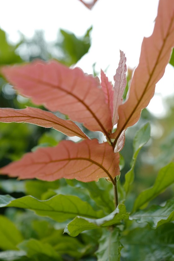 Quercus rhysophylla 'Maya'