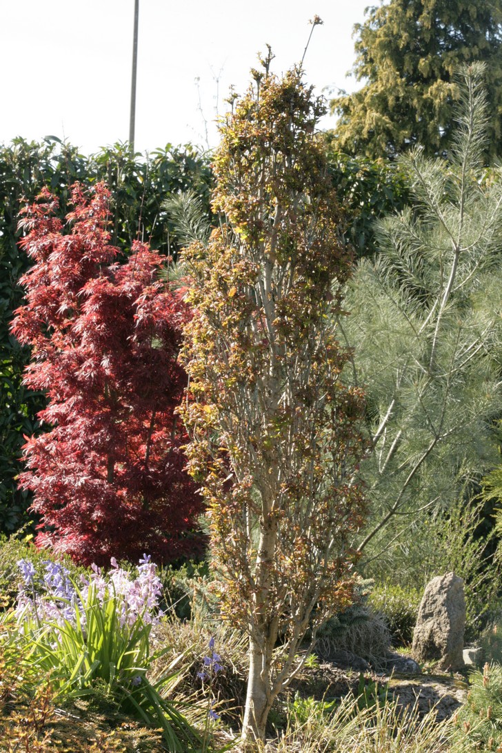 Quercus robur 'Menhir'