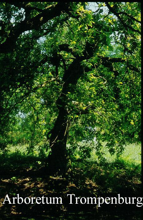 Quercus robur 'Pendula'