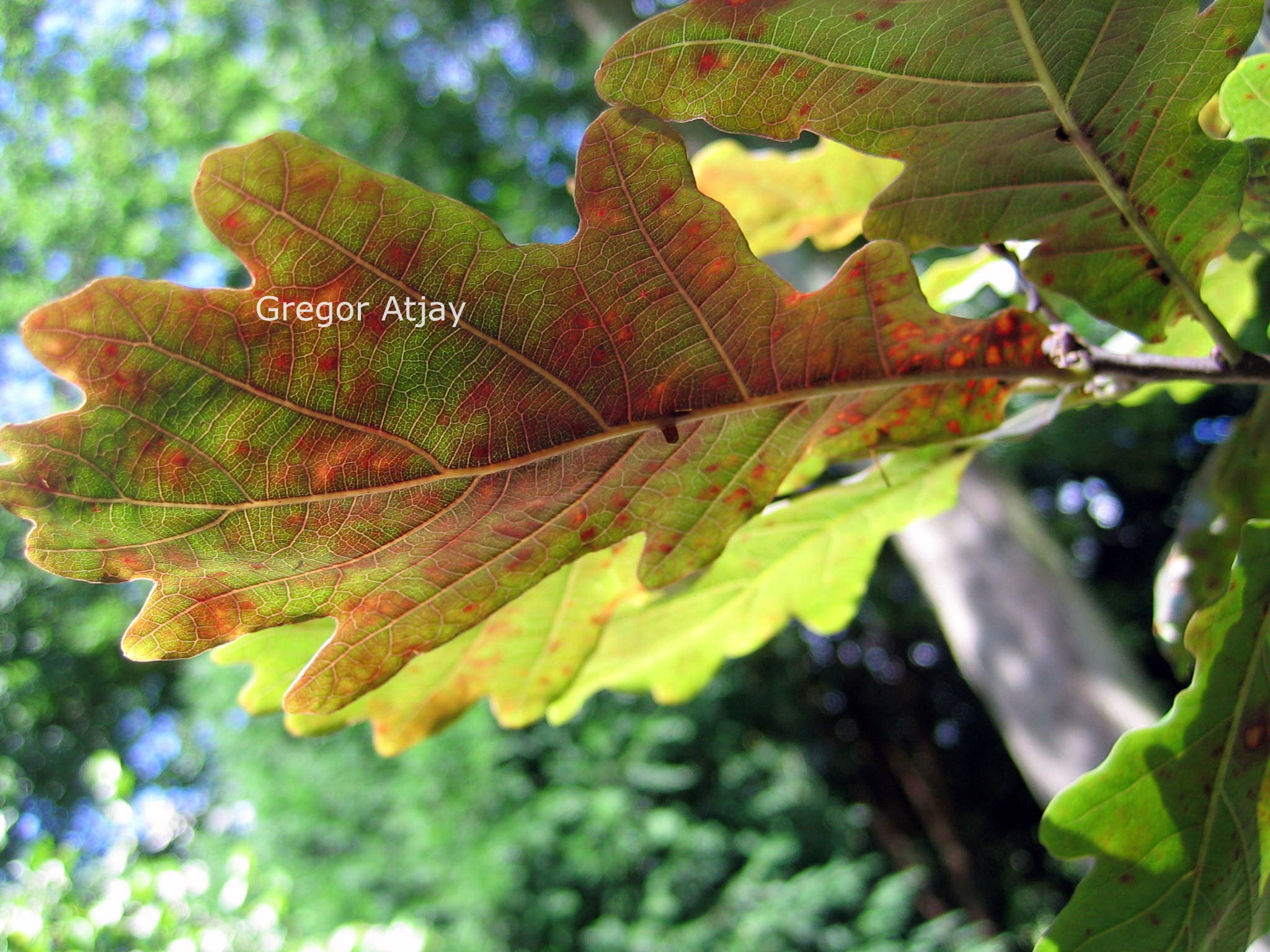 Quercus robur 'Timuki'