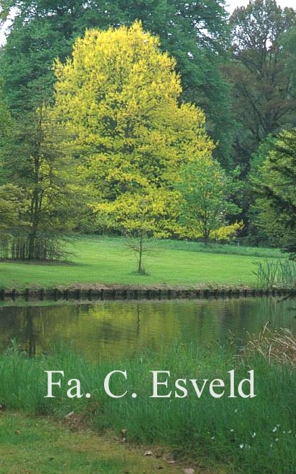 Quercus rubra 'Aurea'