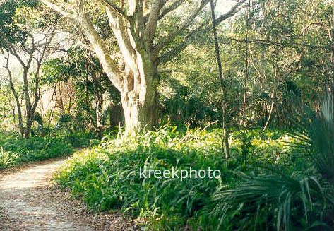 Quercus virginiana