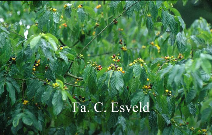 Rhamnella franguloides