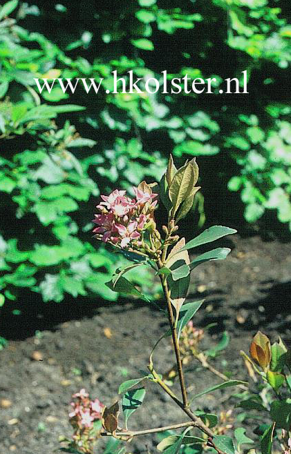 Rhaphiolepis delacourii 'Coates's Crimson'