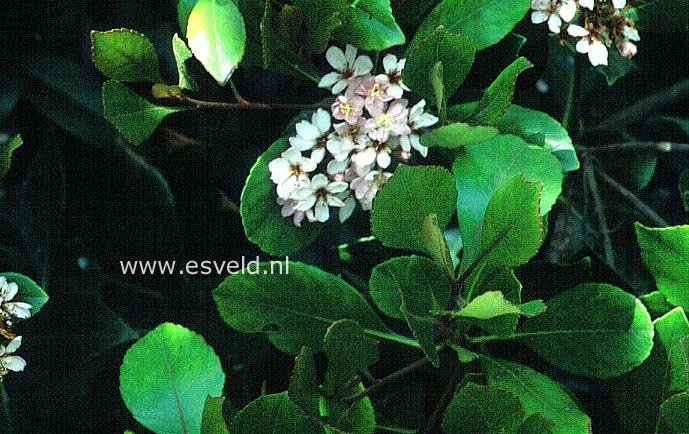 Rhaphiolepis indica 'Monme' (SPRINGTIME)
