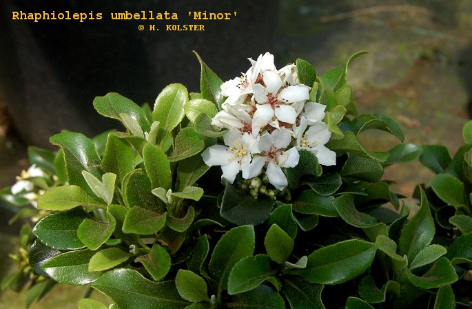 Rhaphiolepis umbellata 'Minor'