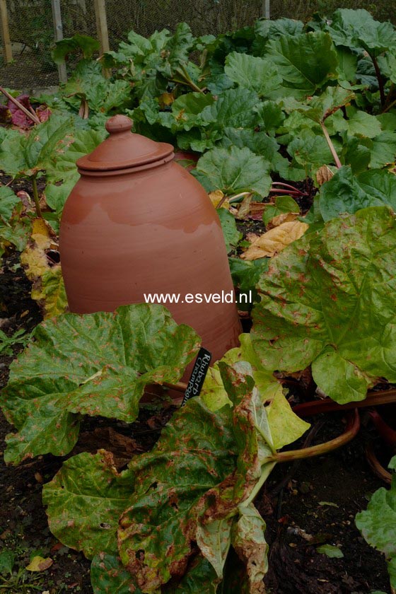 Rheum rhabarbarum 'Red Champagne'