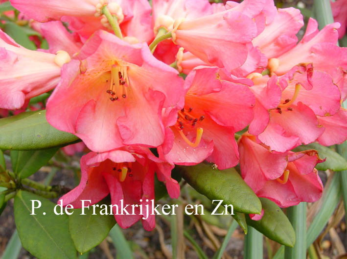 Rhododendron 'Abendsonne'