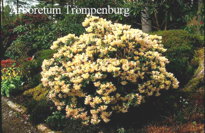 Rhododendron 'Alison Johnstone'