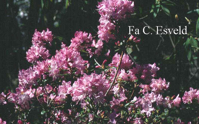 Rhododendron 'Anna Baldsiefen'