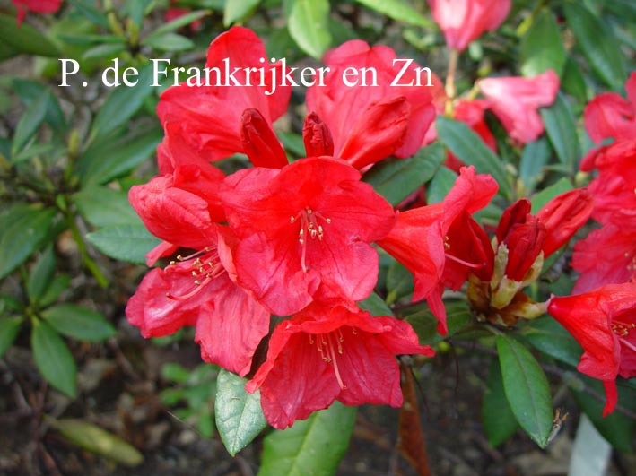 Rhododendron 'Appassionata'