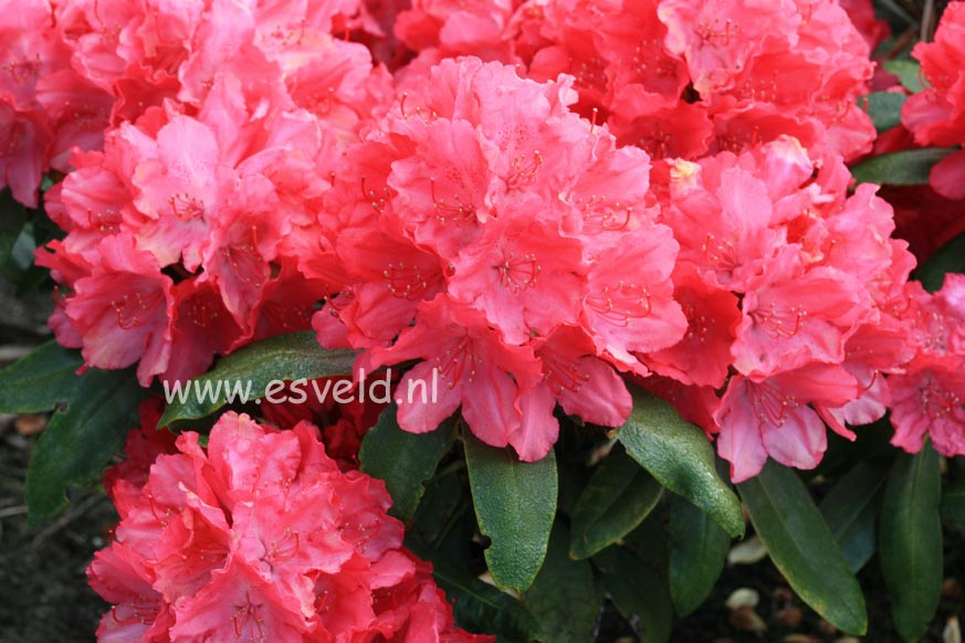 Rhododendron 'Astrid'