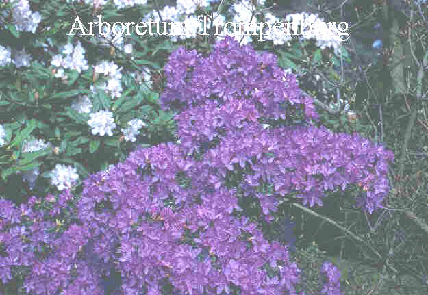 Rhododendron 'Augfast'
