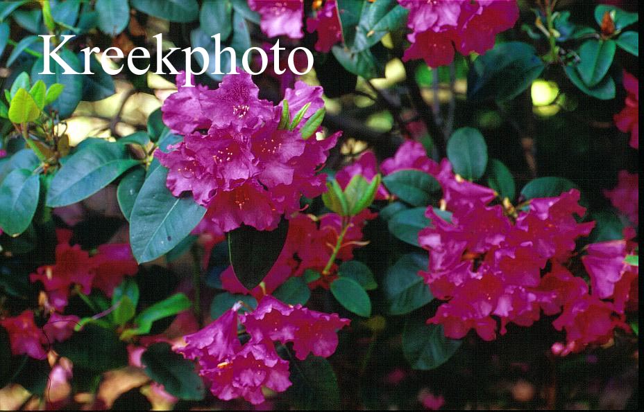 Rhododendron 'August Lamken'