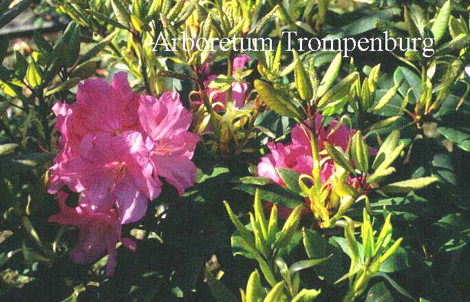 Rhododendron 'Bajazzo'