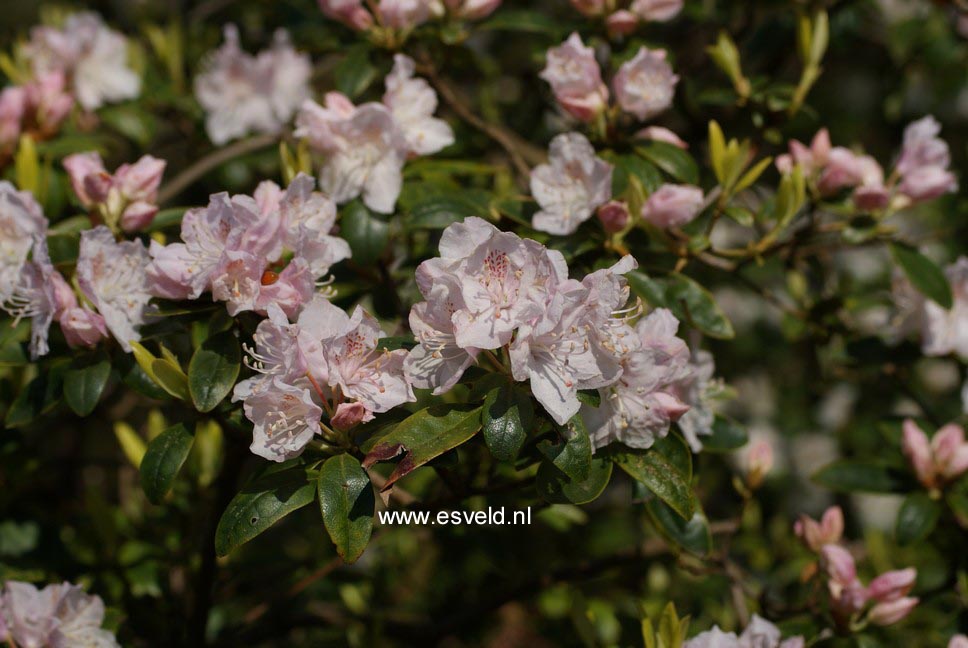 Rhododendron 'Balta'